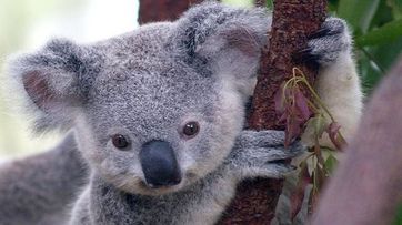 koalas chlamydia skyrock trop australie sleep enamorados deberas curiosidades saber taringa bebs